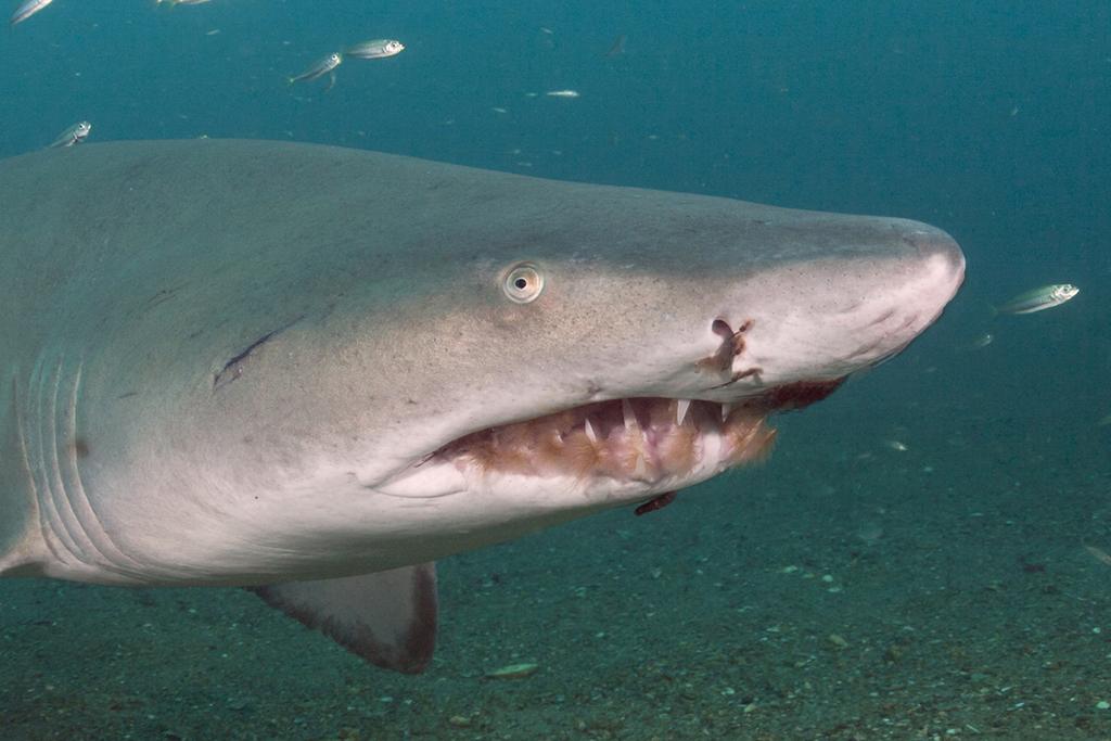 A sand tiger shark with a bit of mouth grunge going on.