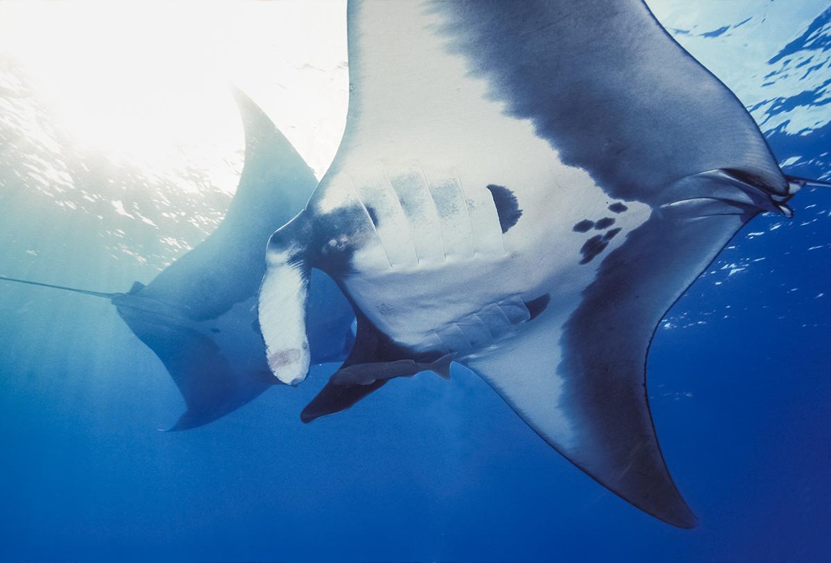 Oceanic manta (Mobula birostris) rays.