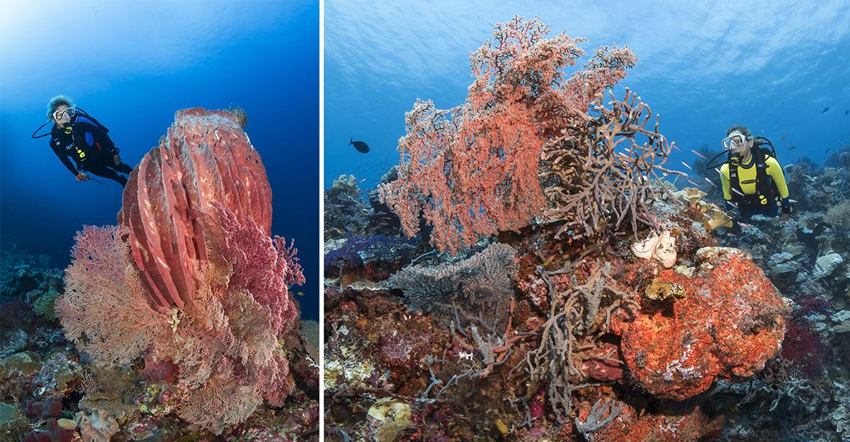 Coral and sponges galore at Blade.