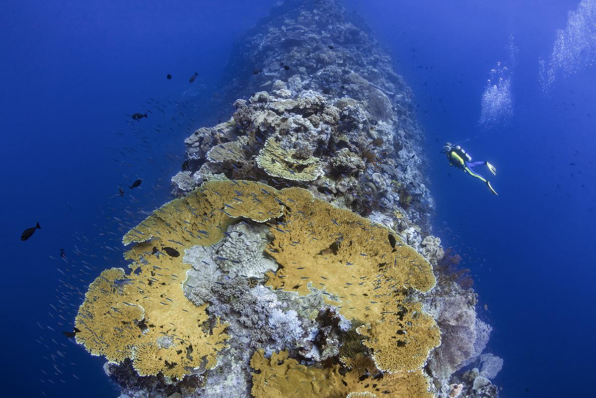 En dykker udforsker den usædvanlige koralformation, som er Blade ved Wakatobi, Indonesien.