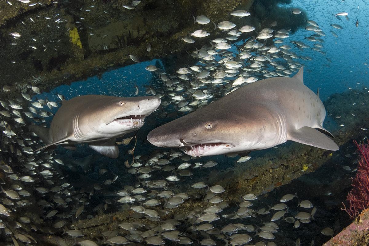 Two sand tiger sharks, wreck of the Caribsea, North Carolina