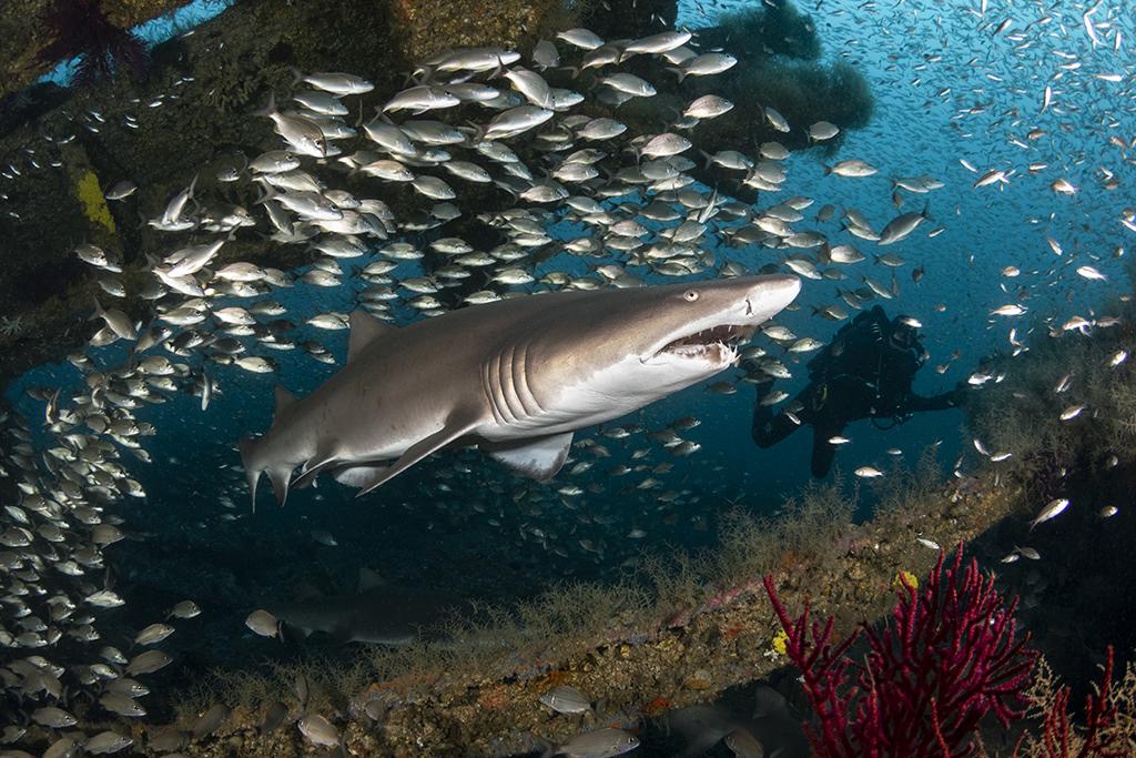 A medium size sand tiger shark hanging out under part of the Caribsea's bow section.