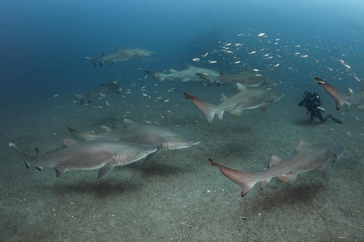 Diver kneeling in the sand gets a slow motion swim by from a group of large sand tiger sharks on the wreck of the Caribsea.