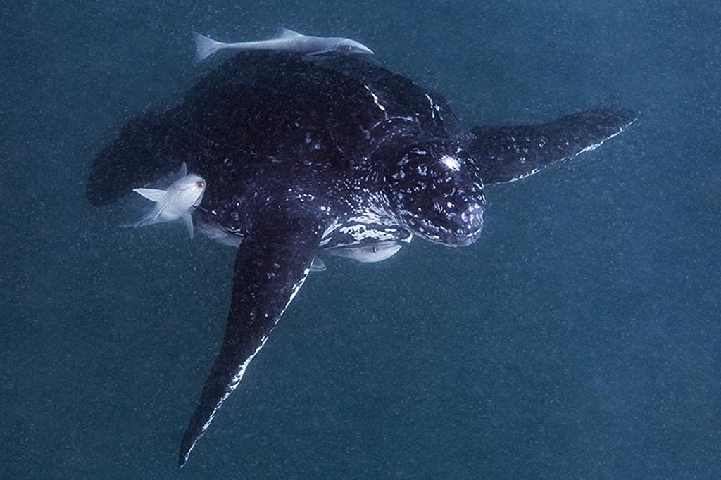 My one and only encounter with an adult leatherback sea turtle off of Palm Beach.