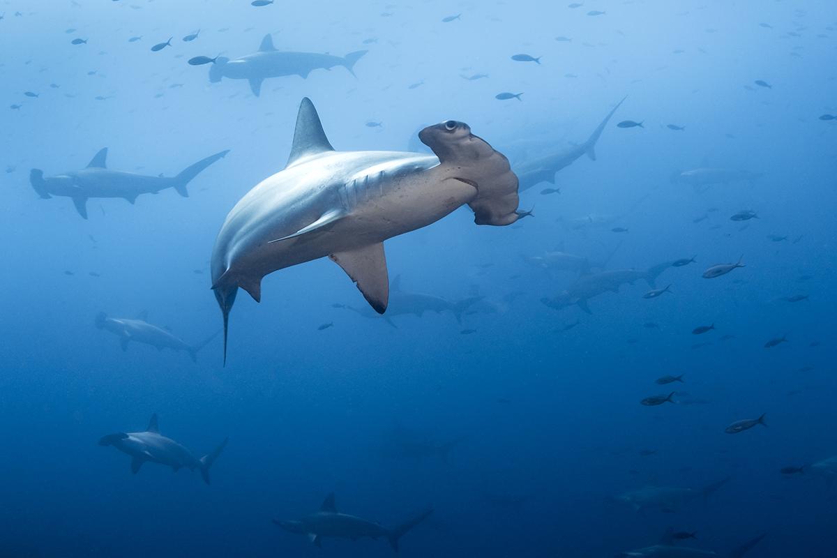 Scalloped hammerheads (Sphyma lewini)