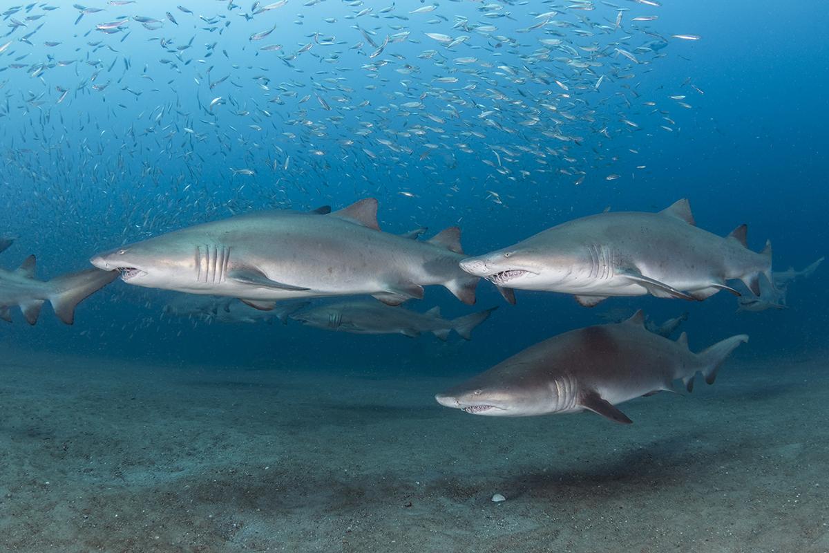 Sand tiger sharks, wreck of the Caribsea, North Carolina