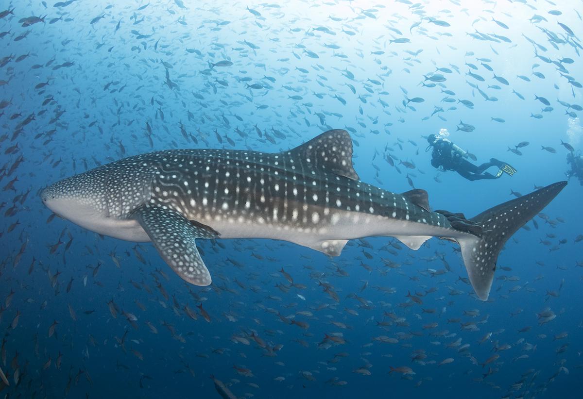 Whale shark from Galapagos Islands