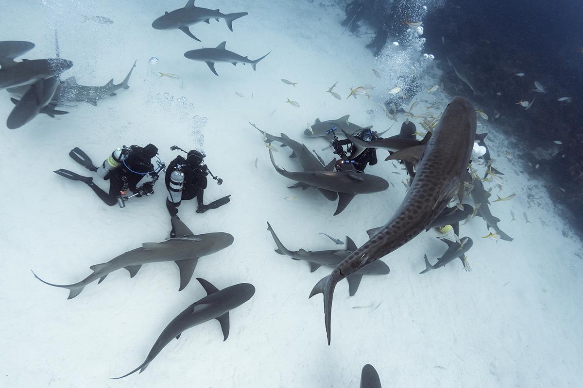 Mix of sharks at Tiger Beach, Bahamas.