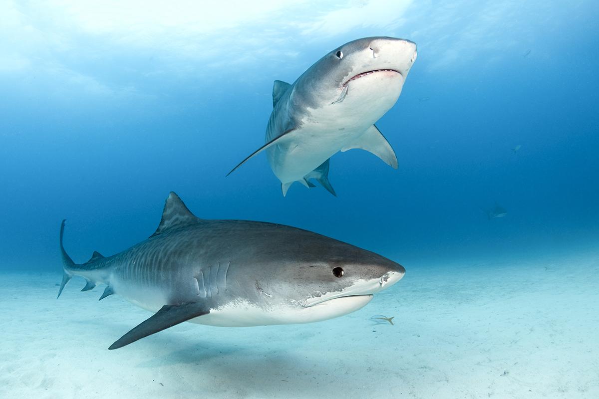 A pair of very large tiger sharks (Galeocerdo cuvieri) coming in for an inspection.