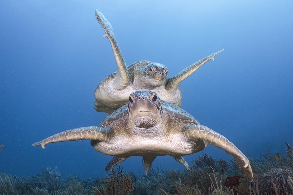 Two large green sea turtles (Chelonia mydas) coming to get a better look.