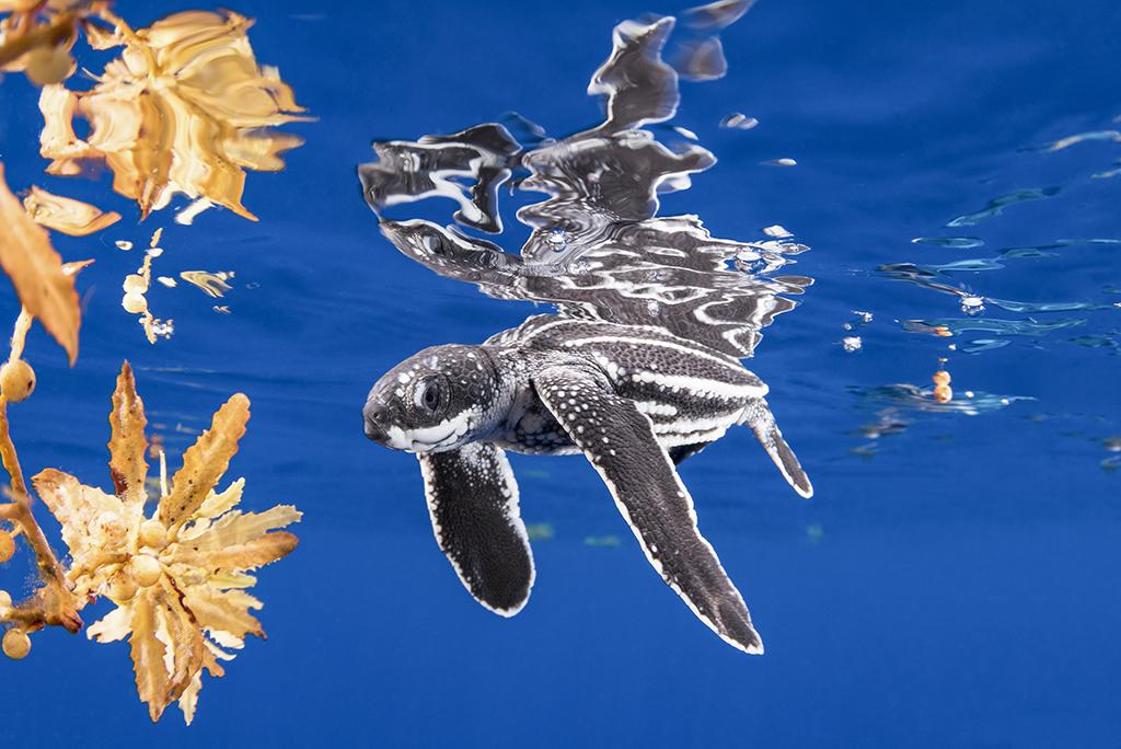 While not yet a giant, a baby Leatherback (Dermochelys coriacea) sea turtle takes a rest on the surface among small patches of Sargassum several miles offshore in the Gulf Stream. With luck many years from now it will return to the Palm Beach Coast to take part in the springtime breeding ritual as its parents did.