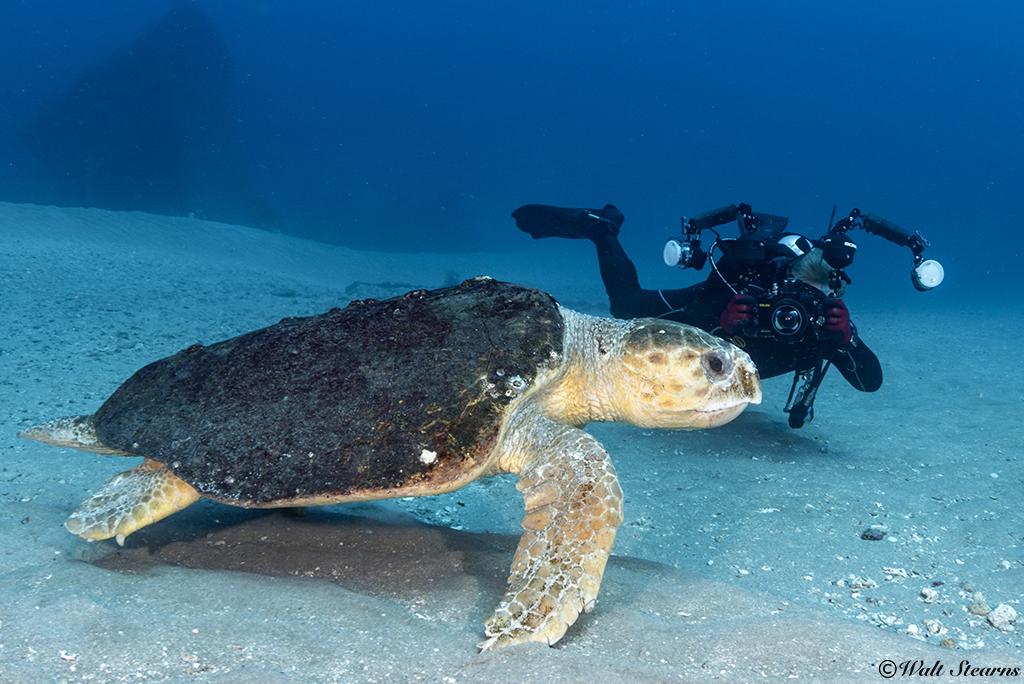 An underwater photographer makes his approach to this large loggerhead slow and low so as to not spook his subject.