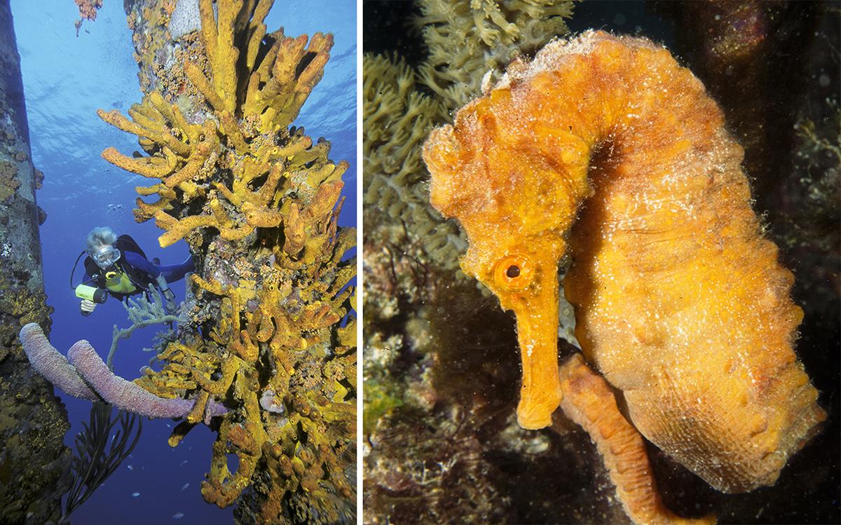 This wonderful hodgepodge of colorful growth from top to bottom provides habitat and shelter for a variety of marine denizens, from squat anemone and Pederson shrimp to longsnout seahorses and longlure frogfish