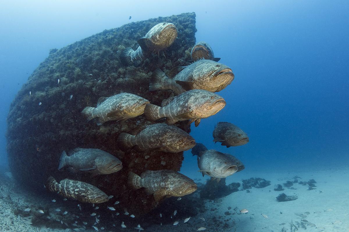 A group of goliath groupers hover in front of the wreck of the Esso Bonaire during spawning season in the waters off Jupiter Florida