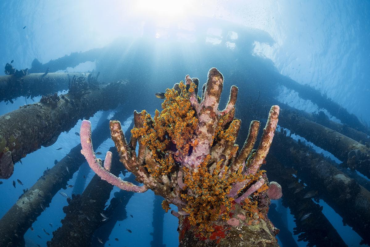 Bonaire's Salt Pier