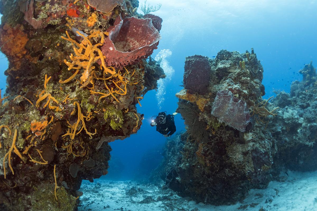 Dive site Palancar Reef in Cozumel, Mexico.