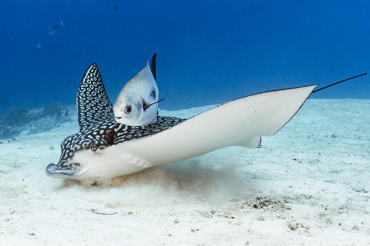 Spotted eagle ray hunting for food hidden in the sand.