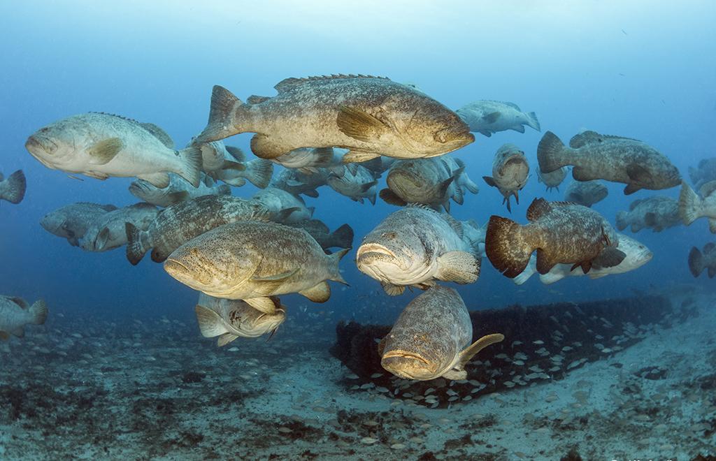 The best photo opps is the Wreck Trek’s resident population of goliath grouper.  Goliath groupers (Epinephelus itajara) are the largest predatory, reef-dwelling boney fish in the Tropical Atlantic and Caribbean weighing as much as 500 pounds/ 226 kilos