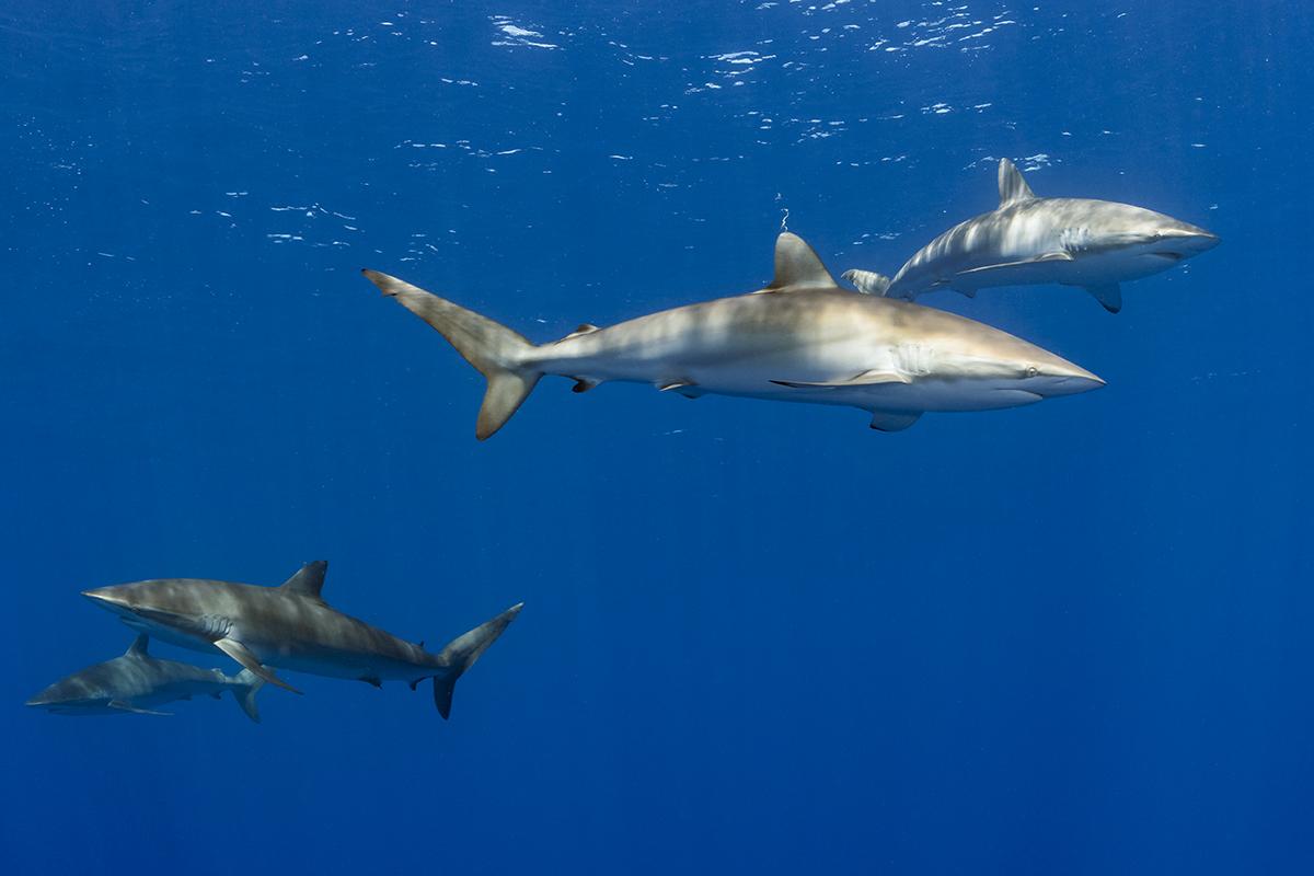 Silky sharks in the blue at the dive site Roca Partida in the Isla Revillagigedos