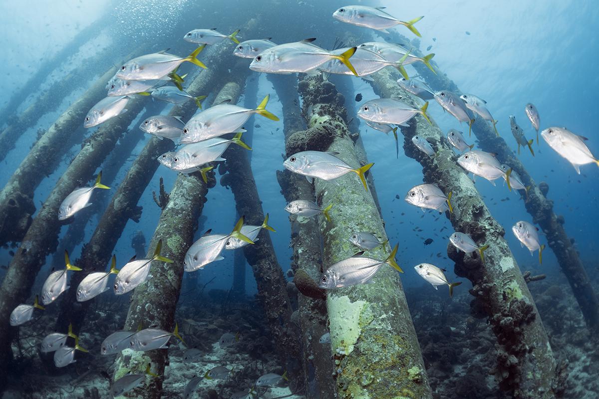 School of horse eye jacks swarming the support columns of the Salt Pier.