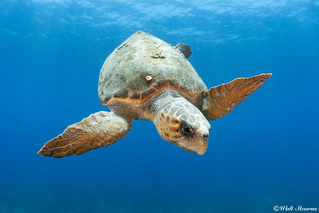 Large loggerhead sea turtle making its descent back to the bottom after recharging its lungs on the surface.