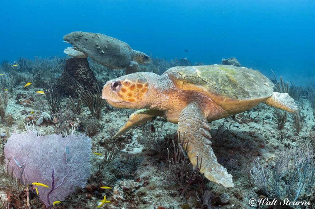 Offshore on the reef tracks in the 60-foot range between Jupiter and Boynton Beach, divers have described themselves as being outnumbered by turtles, running across as many as 15 to 30 plus large turtles bedded down for a nap on the reef during the course of single drift dive.