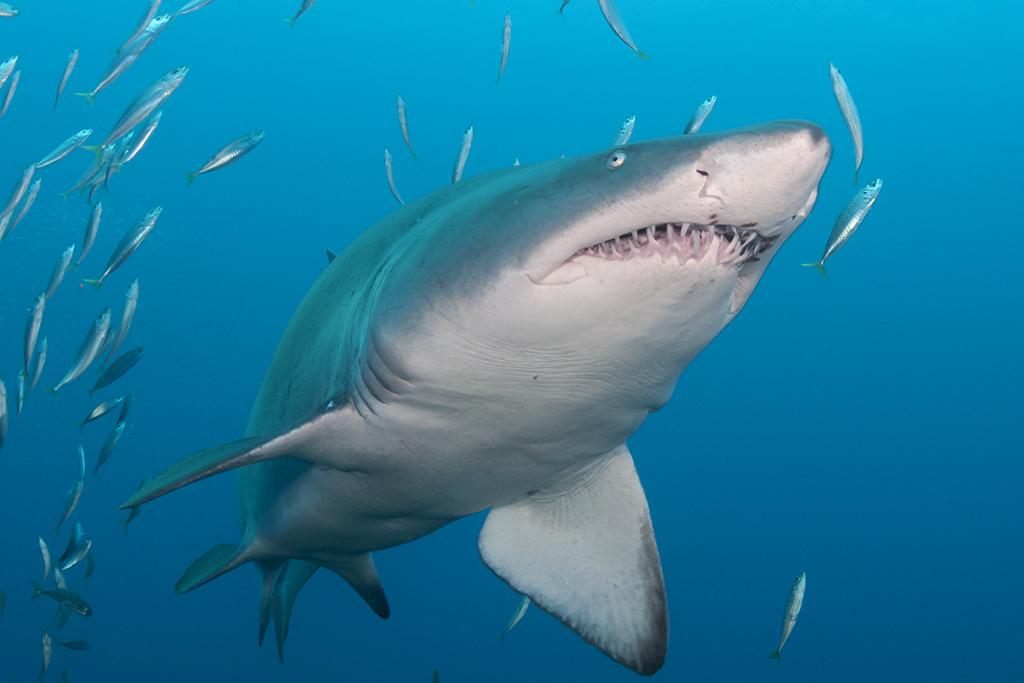 Smile for the camera! A large sand tiger shark comes in close for look.