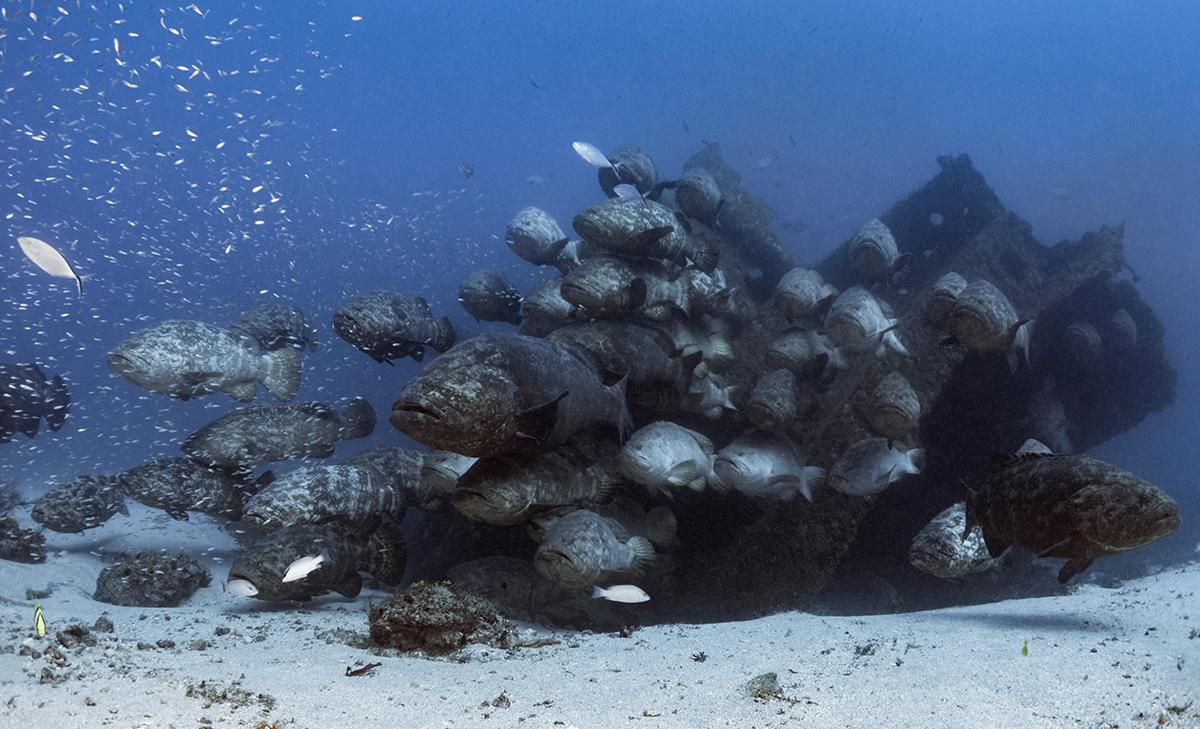 Goliath grouper spawning aggregation gathered around the Zion Train in the waters off Jupiter Florida