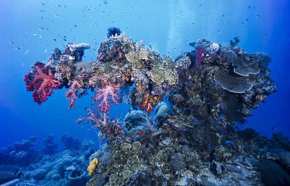 Dækspistol på stævnen af Fujikawa Maru i Truk Lagoon