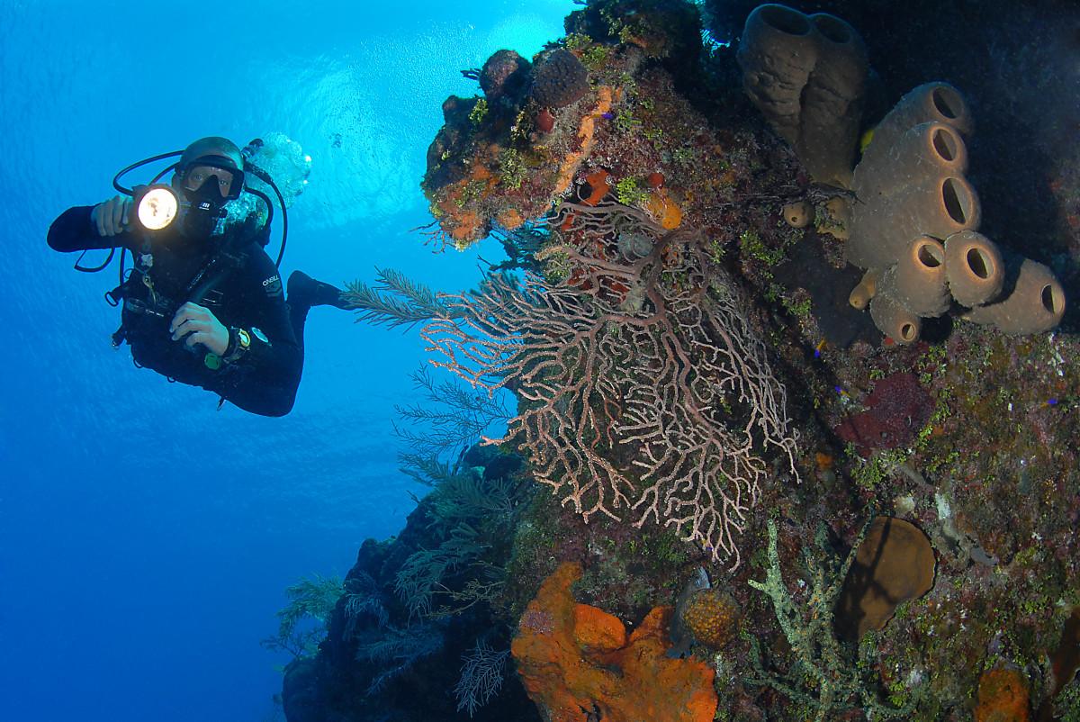 The Cayman Islands launches conservation drive to coincide with World Oceans Month 3 Dive Grand Cayman, Lawson Wood