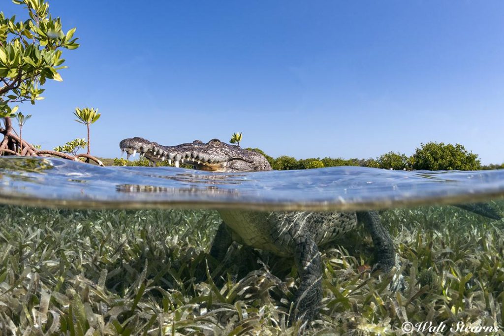 American saltwater crocodile (Crocodylus acutus).