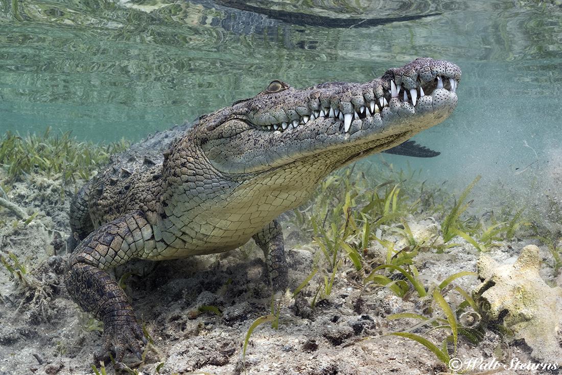 American saltwater crocodile (Crocodylus acutus) showing off its pearly whites for the camera.
