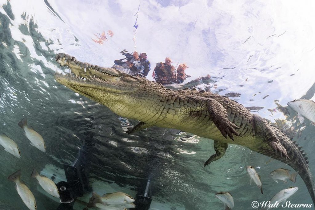 A view of an American saltwater crocodile (Crocodylus acutus) from below. Makes me wonder why everyone else is still in the boat.