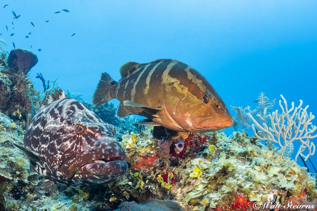 While this unlikely pair (a large black grouper with an adult Nassau grouper) would be a very rare sight in this day and age in the rest of the Caribbean, it is pretty much commonplace inside Cuba’s Jardines de la Reina marine park.