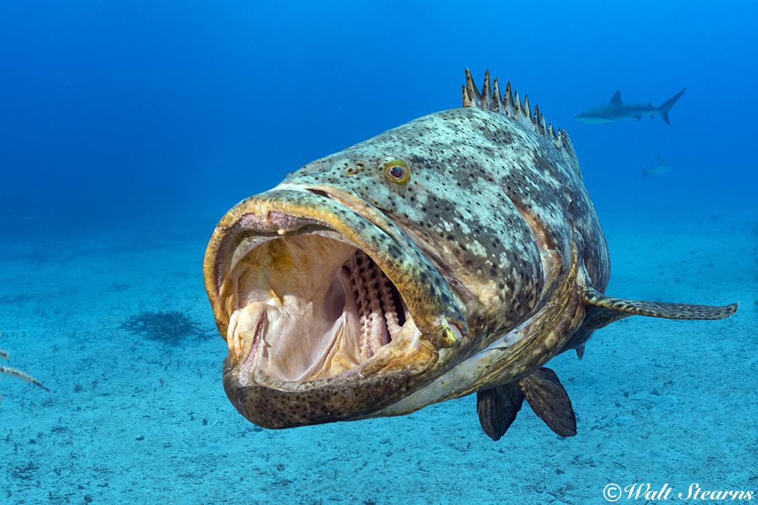 Goliath grouper giving a yawn. In addition to the Garden's robust population of Nassau and black groupers, divers are also provided the opportunity to meet the largest member of the grouper family, the Goliath grouper, which can grow to weights in excess of 400 pounds.