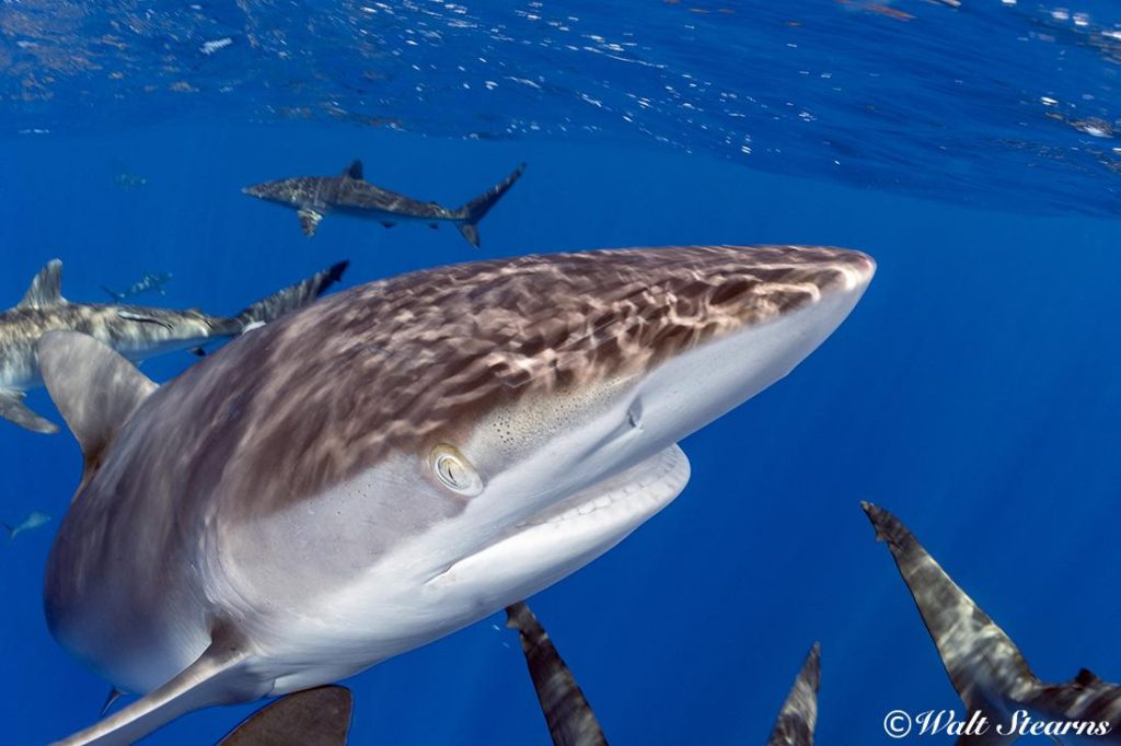 Silky sharks up close and personal