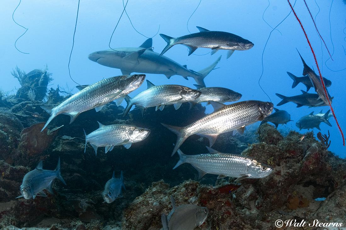 Cuba’s Gardens of the Queen 2 School of Tarpon milling in the shadow of a large reef ledge