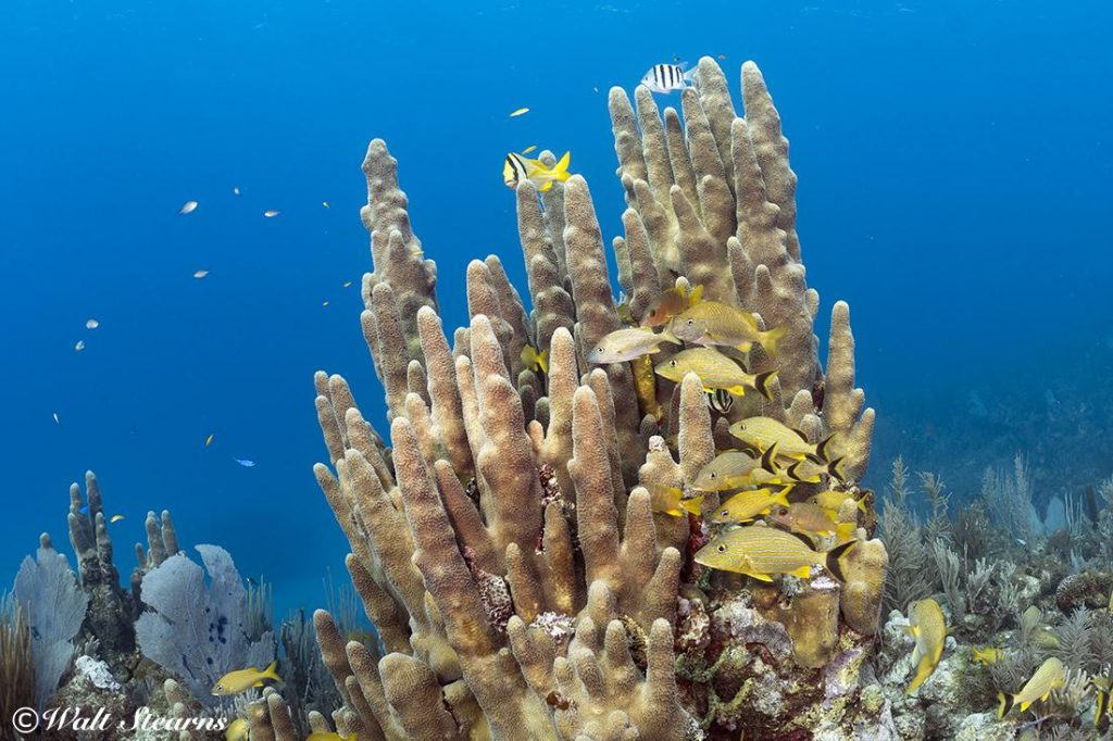 Cuba’s Jardines de la Reina (Gardens of the Queen) is all about spectacular coral reefs and plentiful marine life.