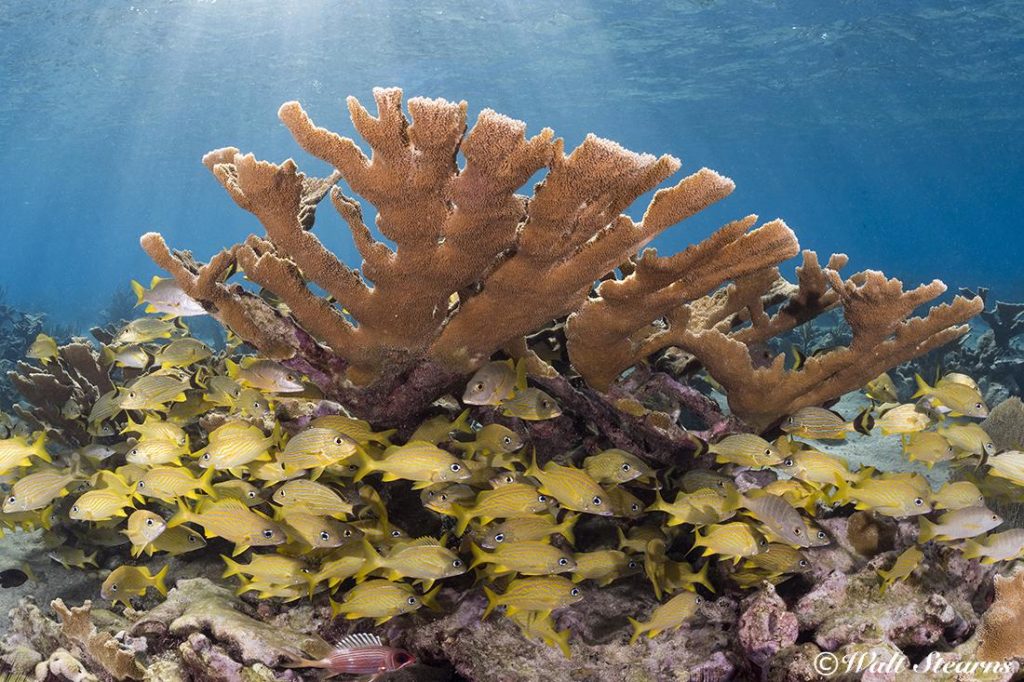 Thriving Elkhorn coral garden in the shallows of Cuba’s Jardines de la Reina, the Garden of the Queen