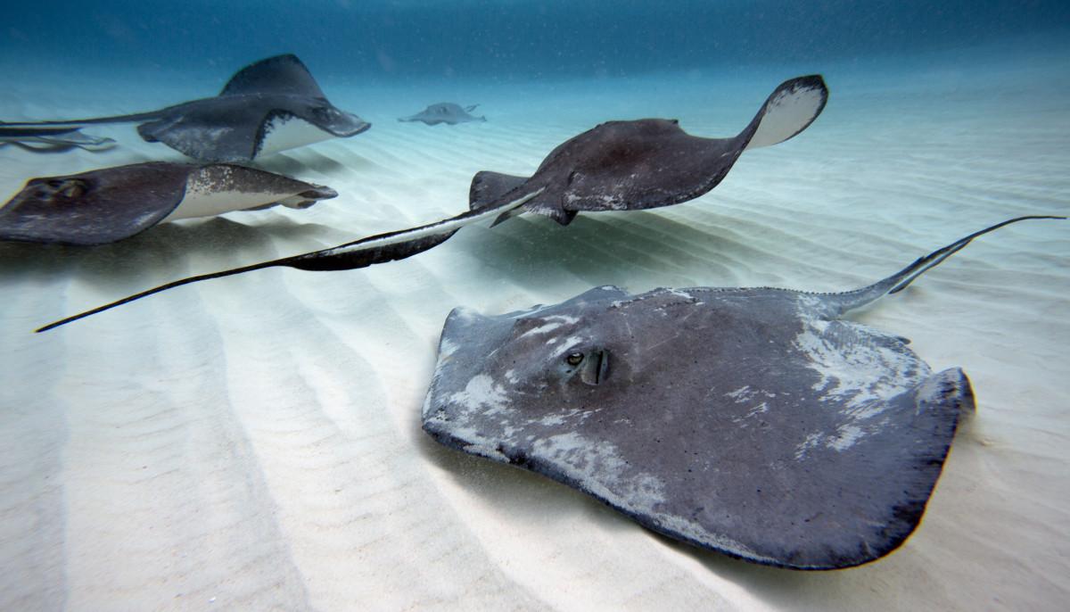 The Cayman Islands launches conservation drive to coincide with World Oceans Month 4 Southern-Stingrays