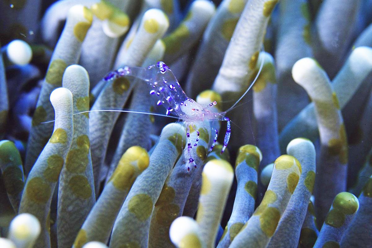 Amazing Anemone Habitats