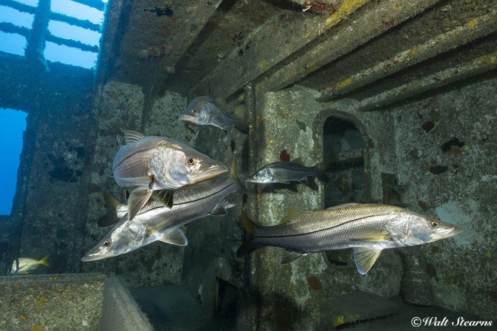 There are few things that find as challenging to light up effectively underwater than fish with bright silvery scales like the groups of snook that I came across inside a wreck. Once again, subjects highly reflective sides that will in most instances bounce the light from my strobes as effectively as if they were made from shards from a broken mirror. Oh, I did mention they were also lurking in a very dark, shadowy corner inside the wreck? Viva soft, warm lighting! Camera settings on my D850 were at 1/90 sec. with the ISO set at 400. Aperture on my Nikon 18-25mm f/3.5-4.6 lens was set at f/8. Strobes set in manual mode at ¼ power.