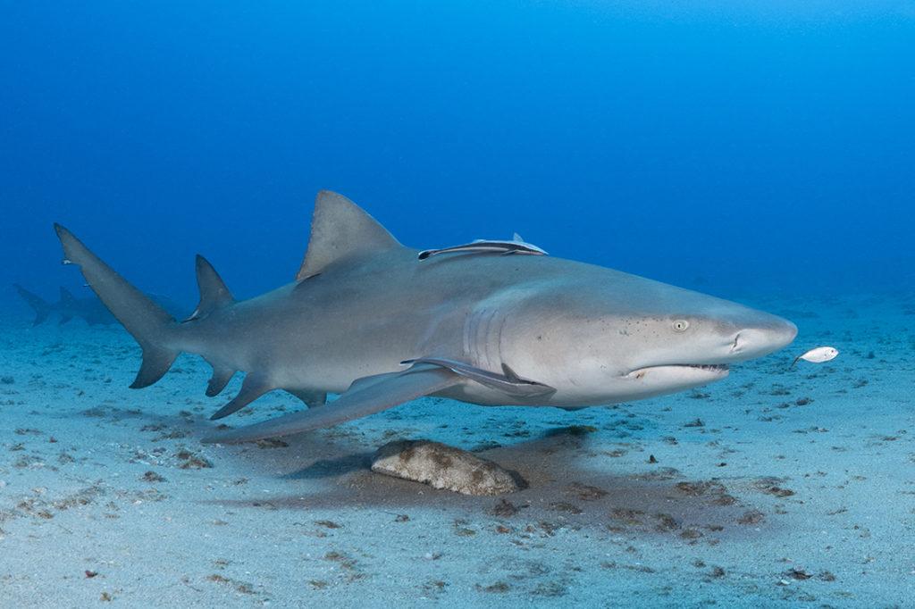 Large lemon shark shot over light sandy bottom at a depth of 90 feet. Camera settings: shutter speed at 1/180 sec. with aperture set at f/9.5 and on ISO 400. For lighting, both of my Retra Primes where placed in manual mode with their power output set a little below half power (basically between 6 and 12).
