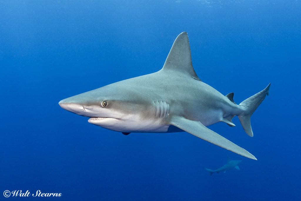 Portrait of a sandbar shark up close out in open water a depth of 40 feet. Like the lemon shark, the camera and strobe settings (shutter speed 1/180 sec., aperture f/9.5, ISO 400, etc.) were near identical rendering very pleasing results.