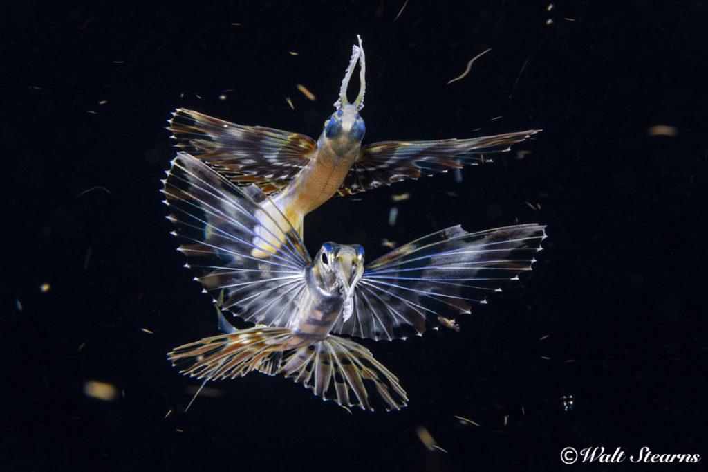 I don’t shoot macro as near often as I do wide angle, but when I do, I want it to look right.
During a blackwater dive, I found this juvenile flying fish hanging out just below the surface.
Camera settings: shutter speed at 1/180 sec. with ISO on 280, and the aperture on my 60mm macro lens set at f/22 and. For lighting, both of my Retra Primes where placed in manual mode with their power output set at 12 to be at half power.