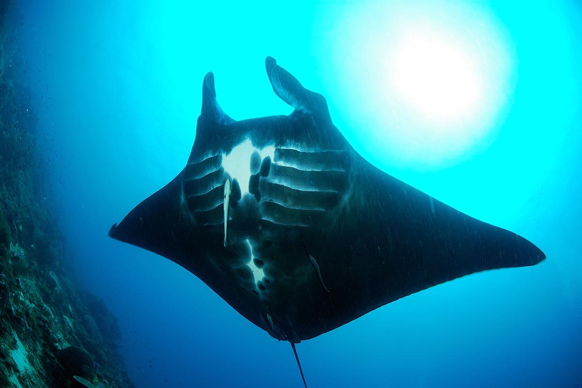 Beautiful Black Manta Rays