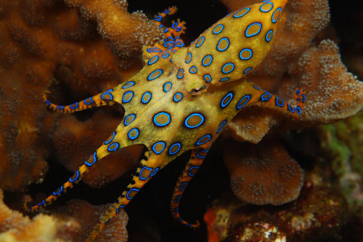 Blue Ring Octopus