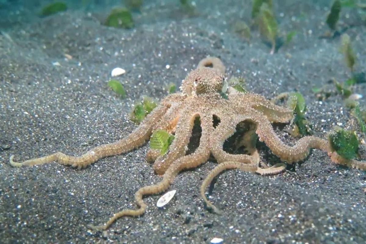 5 North Sulawesi Octopus Species 3 Long Armed Octopus