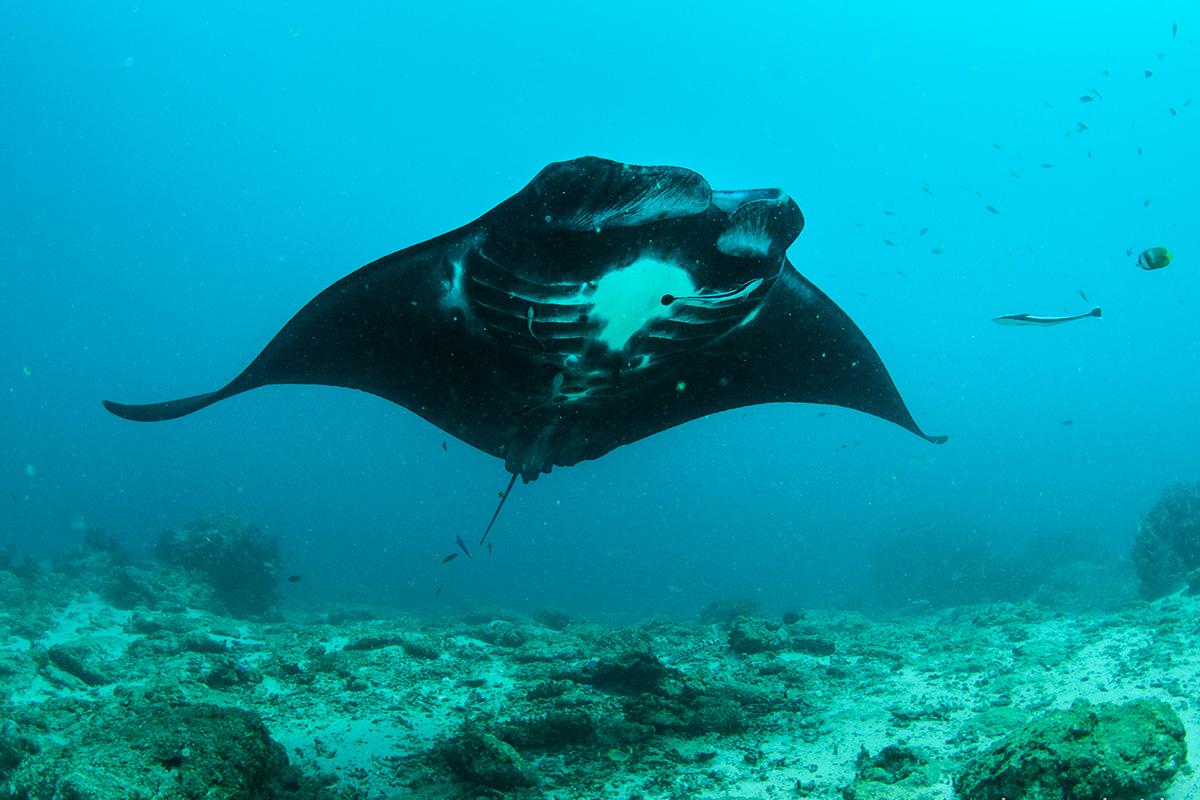 Beautiful Black Manta Rays