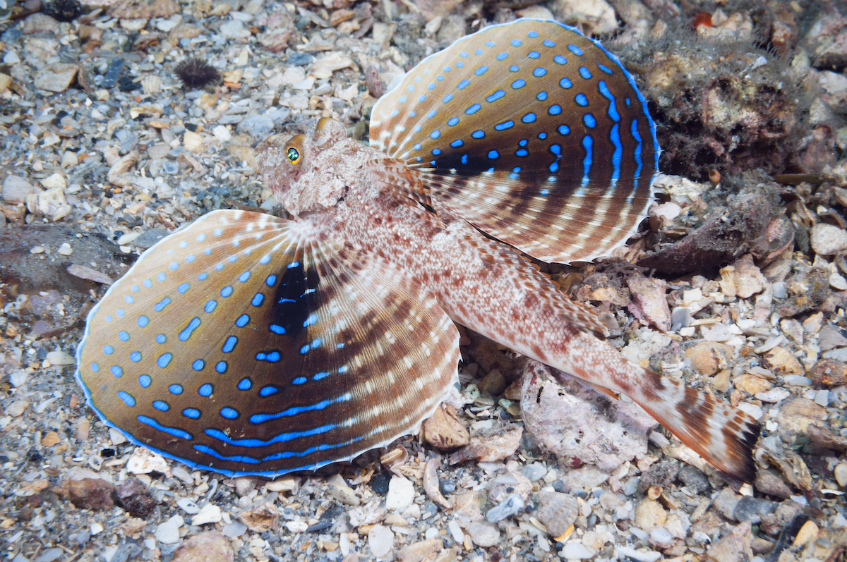 Diving Blue Heron Bridge - A Critter Goldmine! 4 sea robin